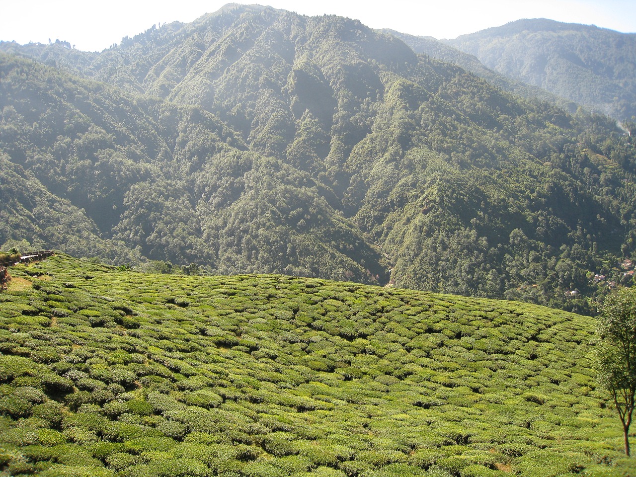 Darjeeling_tea-garden